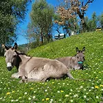 Ferienhaus Fattoria Cristina Family Duplex With Pool, Panoramic Terrace & Farm Animals - Bilo Rosa *