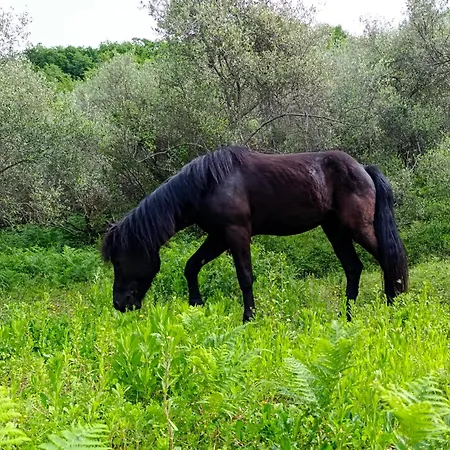 Fattoria Cristina Family Duplex With Pool, Panoramic Terrace & Farm Animals - Bilo Rosa